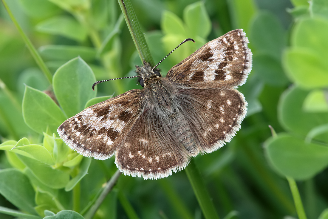 Dingy Skipper 2